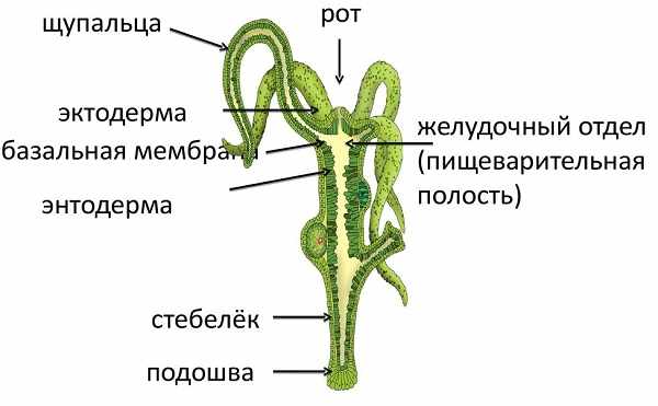 Ссылка на кракен маркет